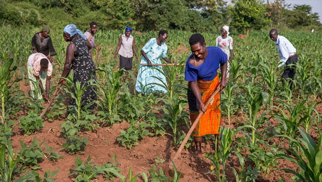 Lush green cornfield at sunset representing agricultural development
