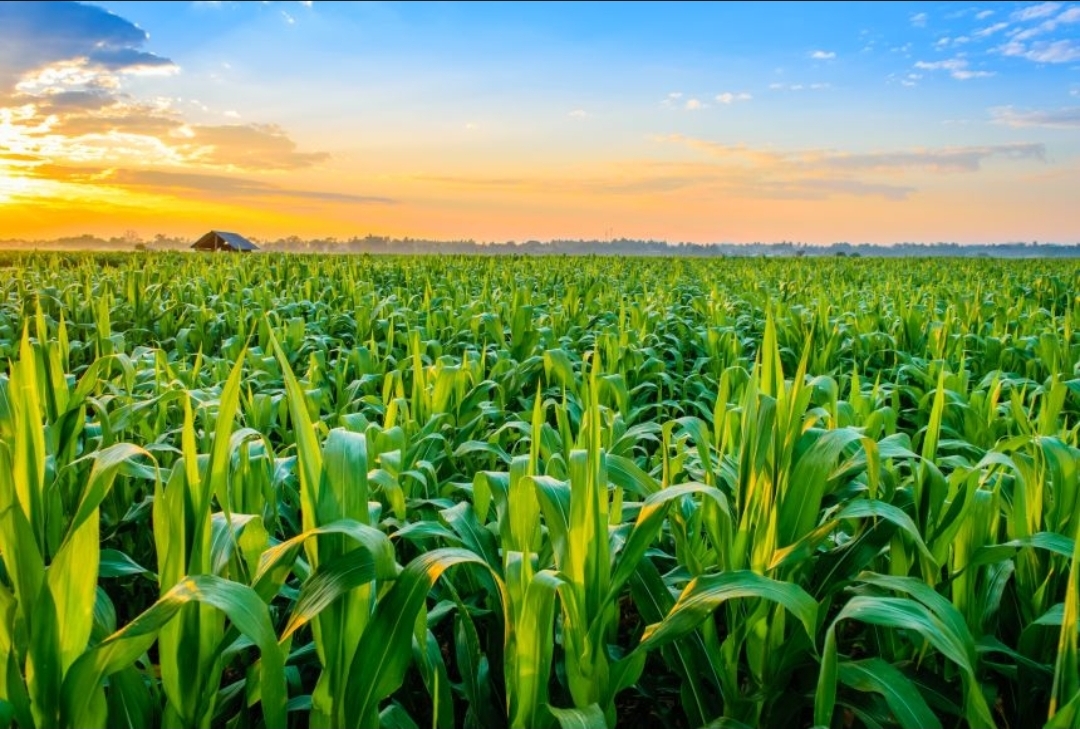 Lush green cornfield at sunset representing agricultural development